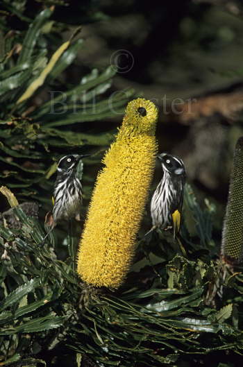 New Holland Honeyeaters on Banksia