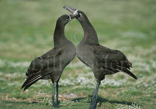 Blackfooted Albatross Display