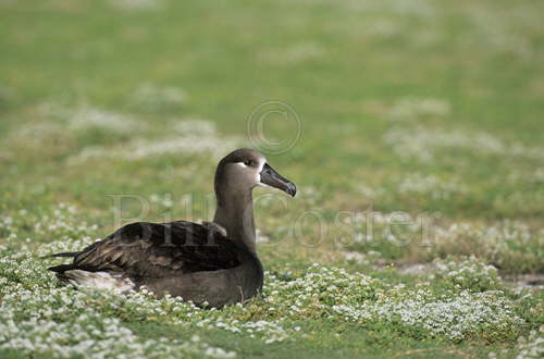 Blackfooted Albatross