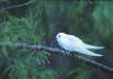 Fairy Tern