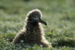 Laysan Albatross Chick