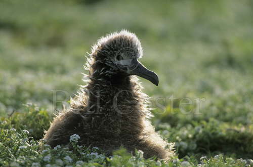 Laysan Albatross Chick