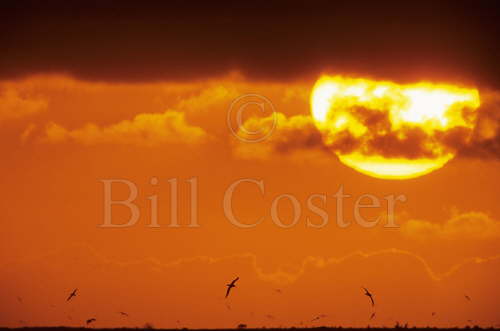 Laysan Albatross at Sunrise