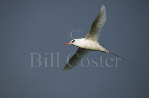 Red Tailed Tropic Bird Flight