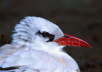 Red Tailed Tropic Bird