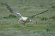 Short Tailed Albatross Taking Off