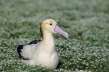 Short Tailed Albatross