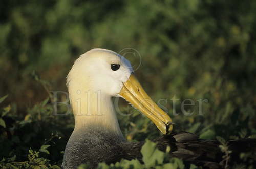 Waved Albatross Preening