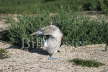 Blue Footed Booby Preening