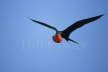 Magnificent Frigatebird in Flight