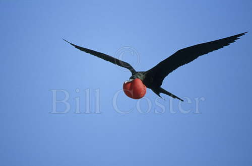 Magnificent Frigatebird in Flight