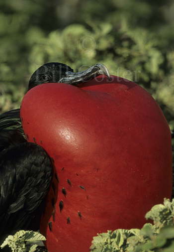 Magnificent Frigatebird