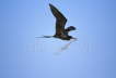 Magnificent Frigatebird Carrying Stick