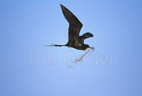 Magnificent Frigatebird Carrying Stick