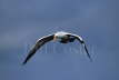 Nazca Booby in Flight