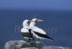 Nazca Booby Pair