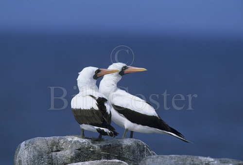 Nazca Booby Pair