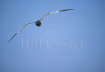 Swallowtail Gull