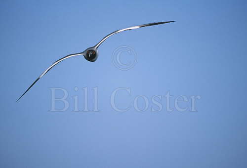 Swallowtail Gull
