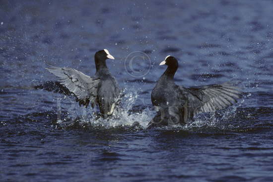 Coots Fighting