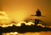 Sandhill Cranes at sunrise