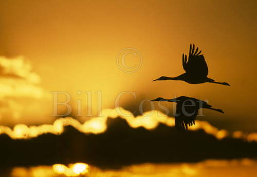 Sandhill Cranes at sunrise