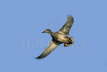 Gadwall Drake in Flight