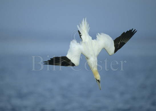 Gannet Diving