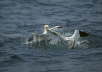 Gannets Fighting Over Fish