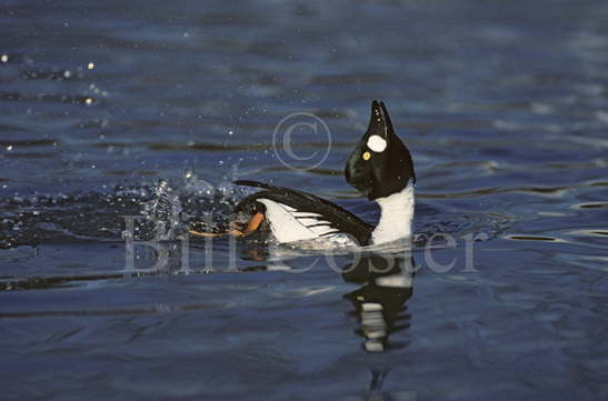 Goldeneye Display