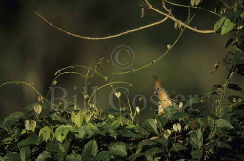 Hoatzin