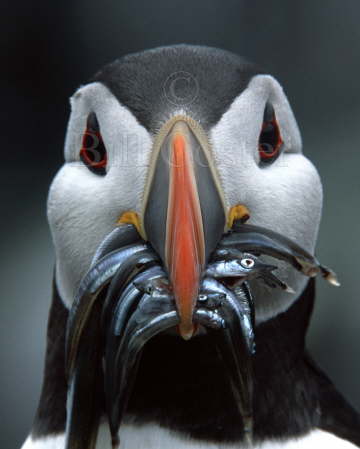 Puffin with Sand Eels
