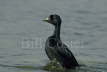 Common Scoter Display