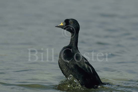 Common Scoter Displaying