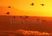 Snow Geese dawn flight