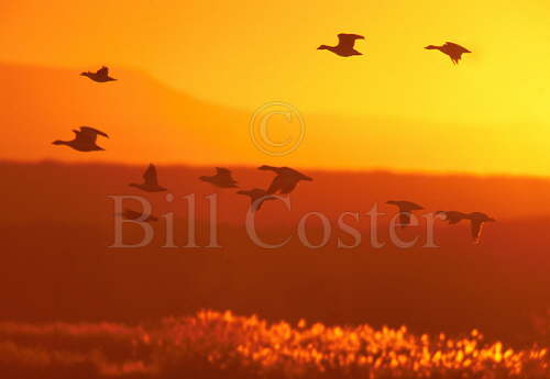 Snow Geese dawn flight