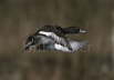 Tufted Duck in Flight