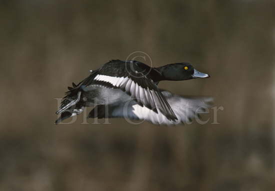 Tufted Duck Taking Off