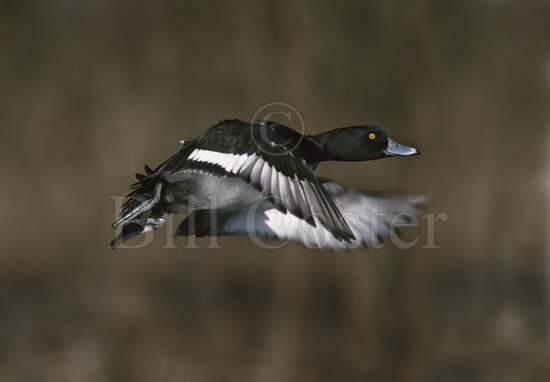 Tufted Duck in Flight