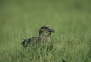 Great Skua