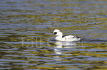 Smew