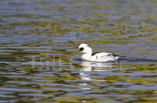 Smew and Yellow Water