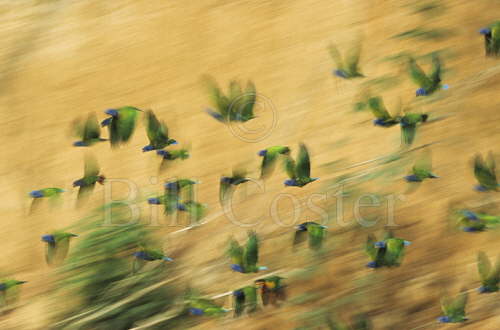 Parrots Leaving Clay Lick