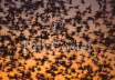 Snow Geese Pre Dawn 