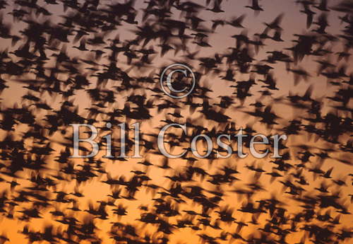 Snow Geese Pre Dawn 