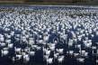 Snow Goose gathering