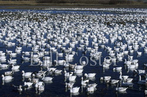 Snow Goose gathering
