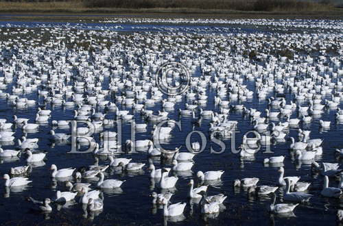 Snow Goose Gathering