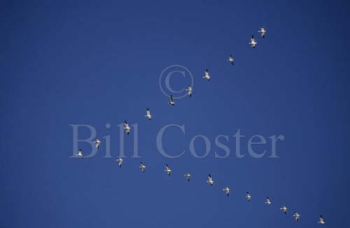 Snow Geese - Classic V Formation