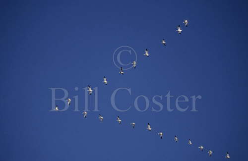 Snow Geese classic V formation